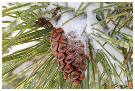 Pinecone in the Snow