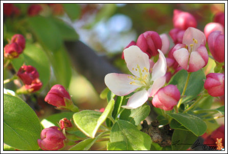 Cherry Blossom