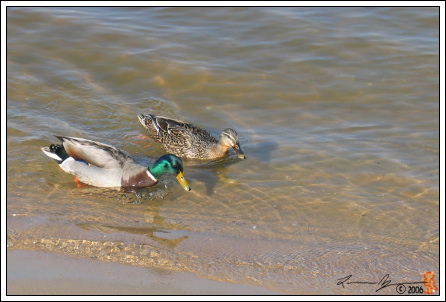 mallards