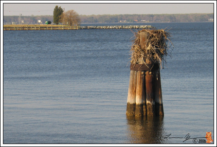 Seagull Nest