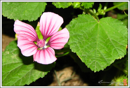 Flower in my Garden