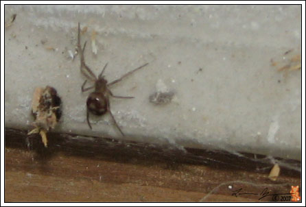 070405_spider.jpg