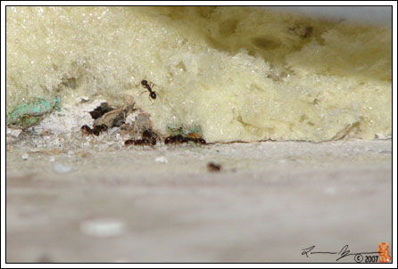070414_ants.jpg
