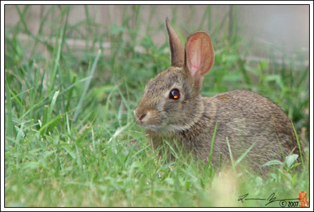 Baby Bunny