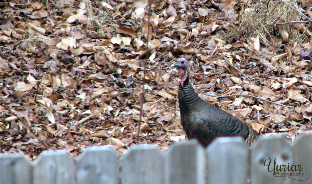 Backyard Turkey