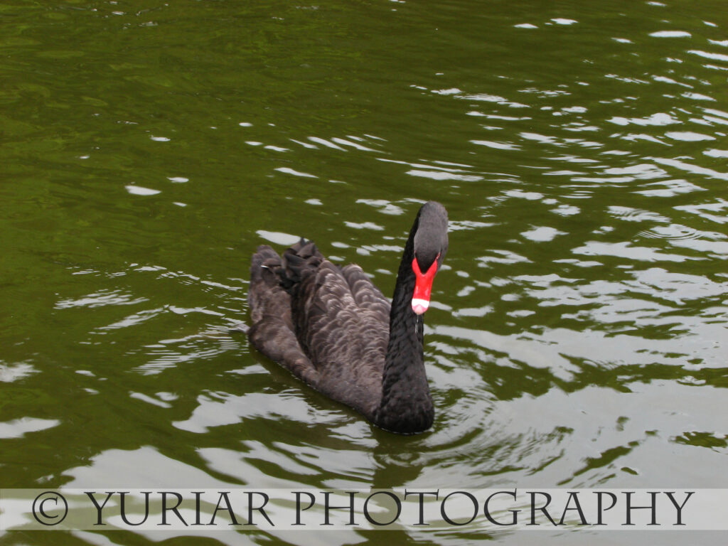 Black Swan