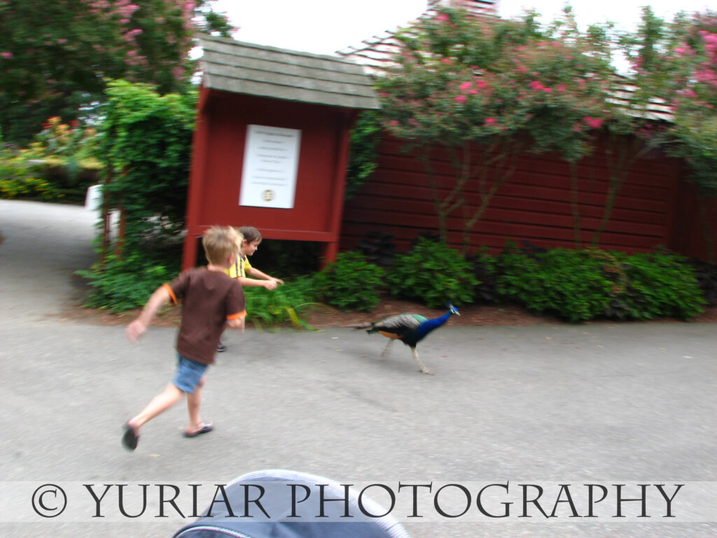 Chasing the peacock