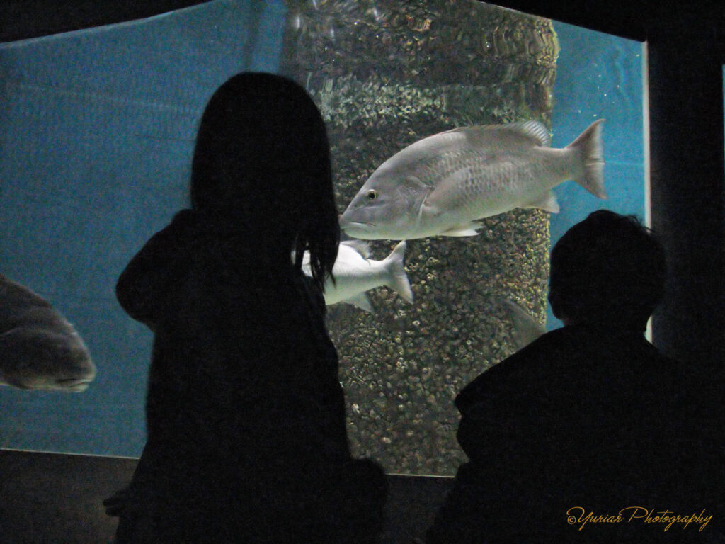 Checkin’ out the fish