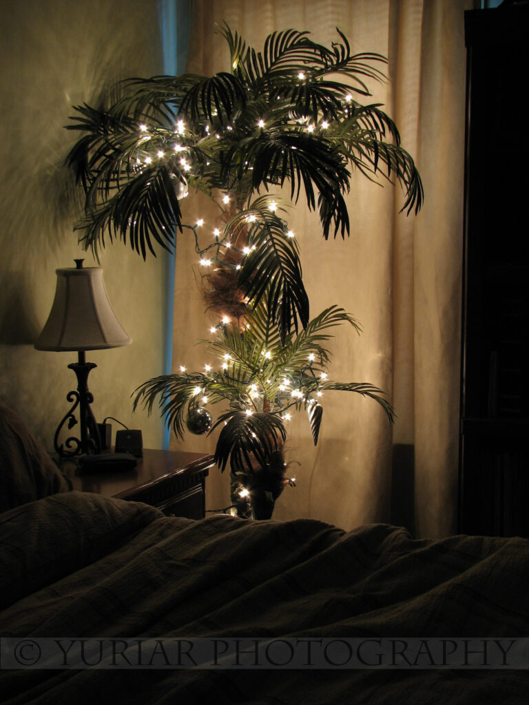 Christmas lights on a palm tree