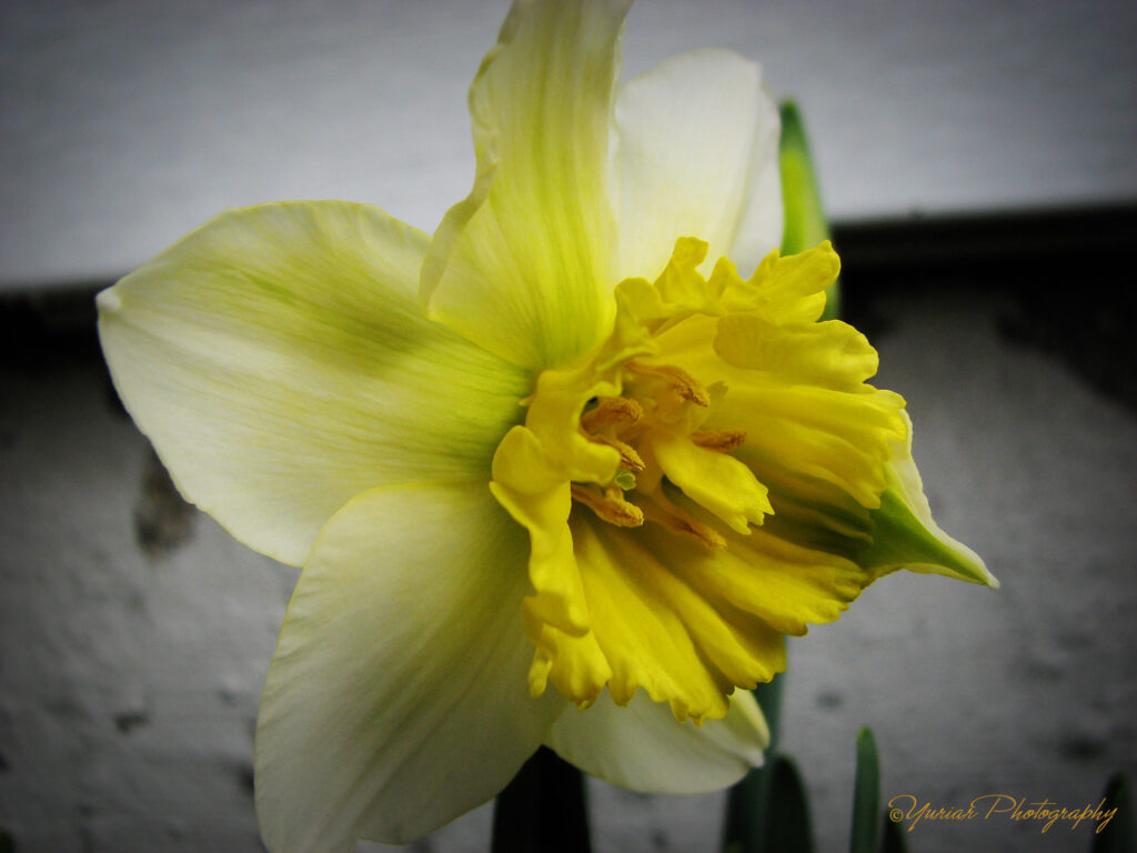 Daffodil