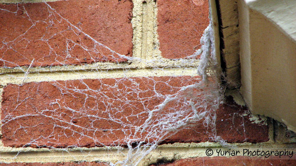 Dusty Spiderweb