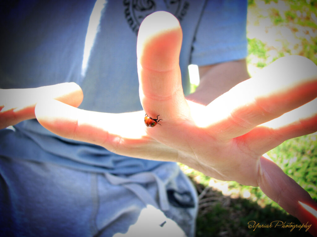 Found a ladybug
