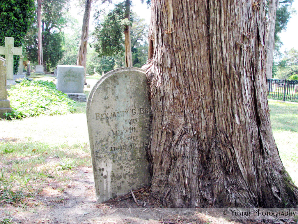 Gravestone-Eating Tree