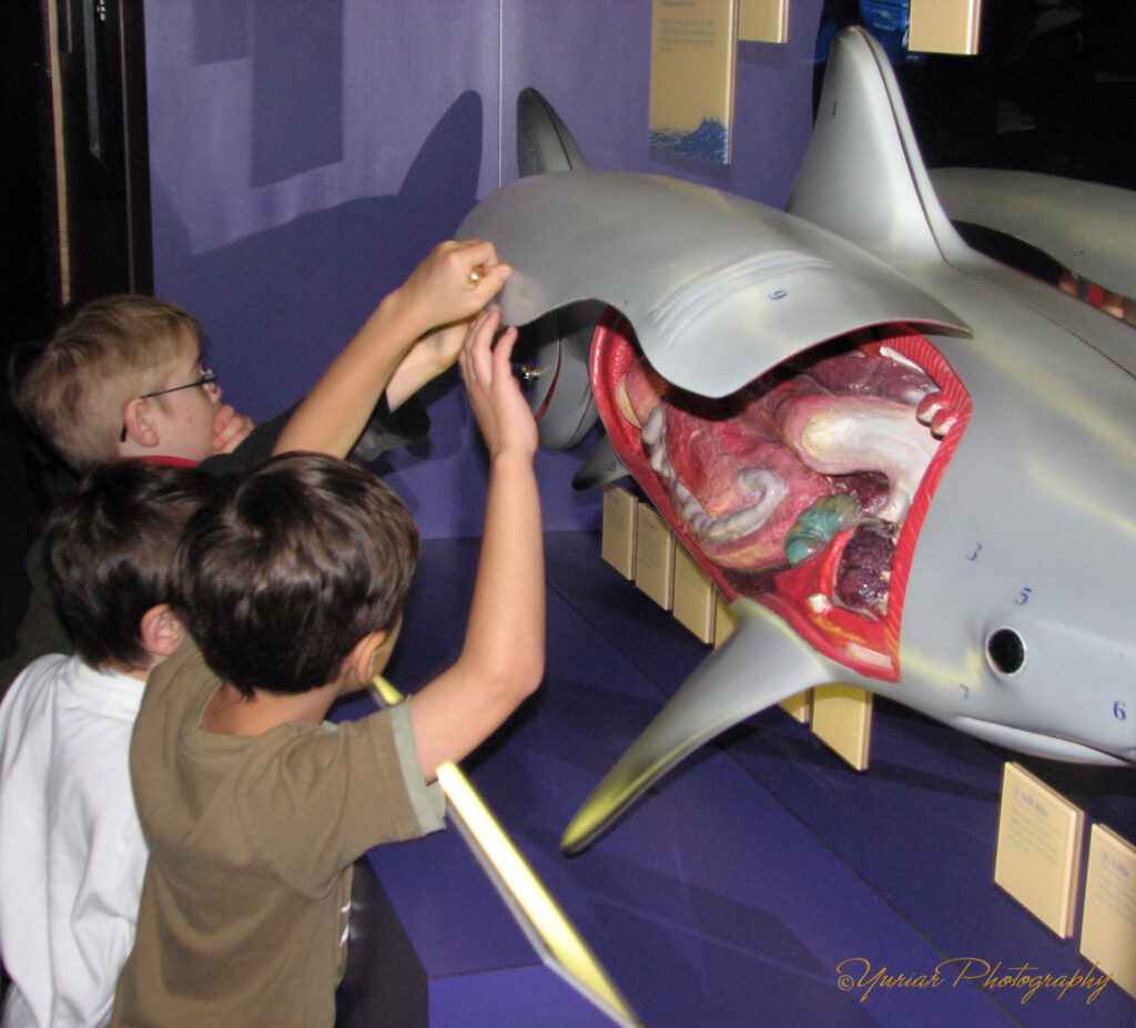 Gross! Shark Guts!