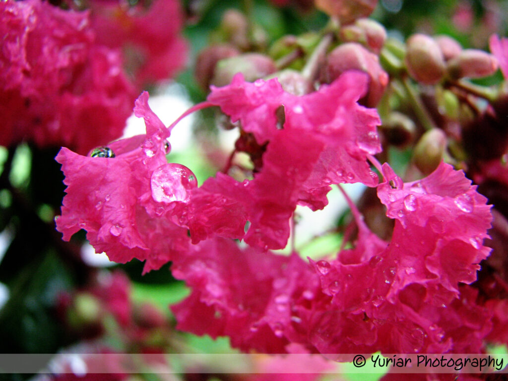Hanging over the sidewalk
