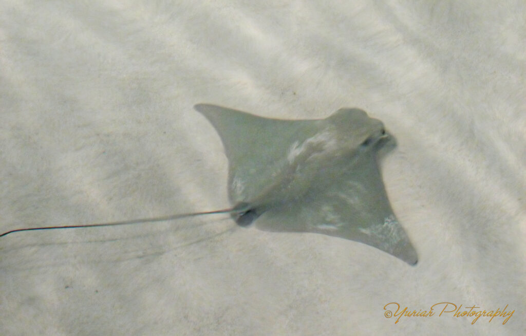 Lil’ StingRay