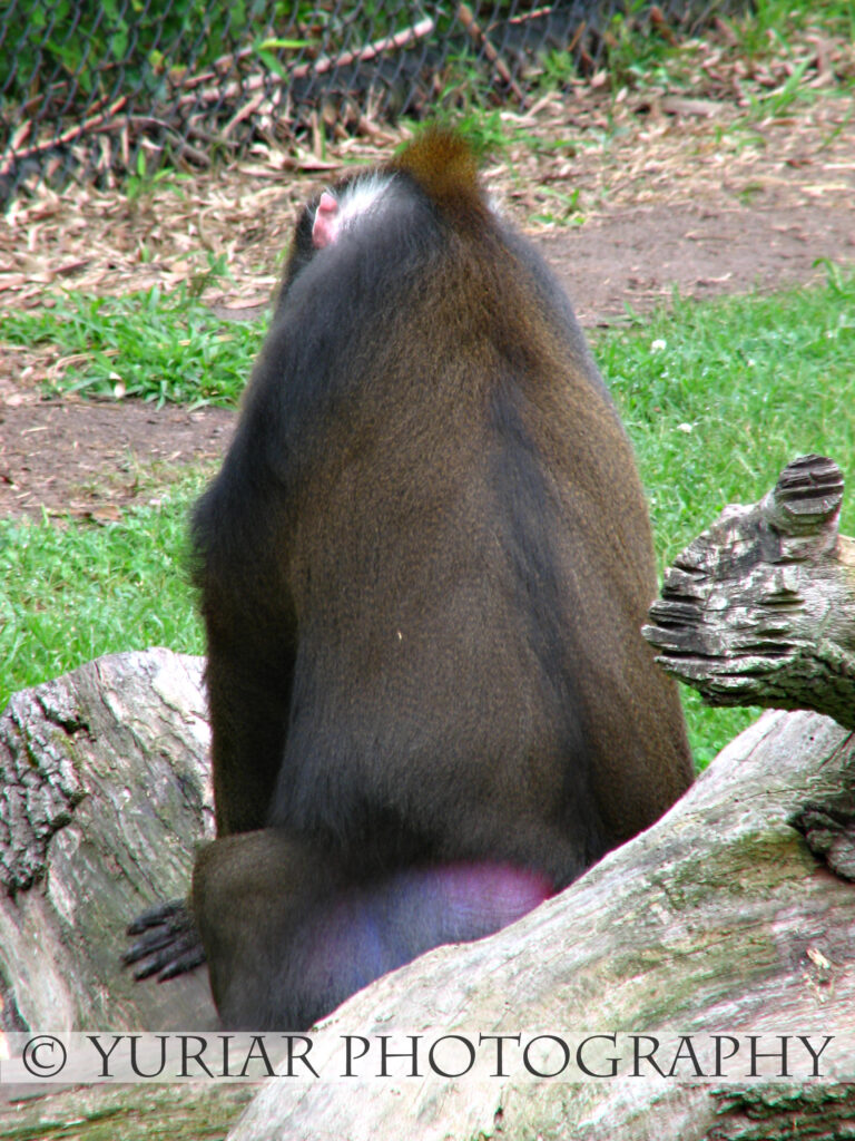 Monkey butt!