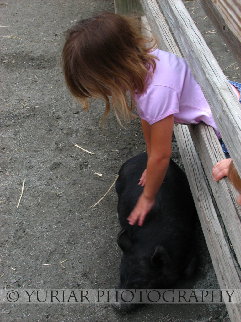 Pettin’ da piglets