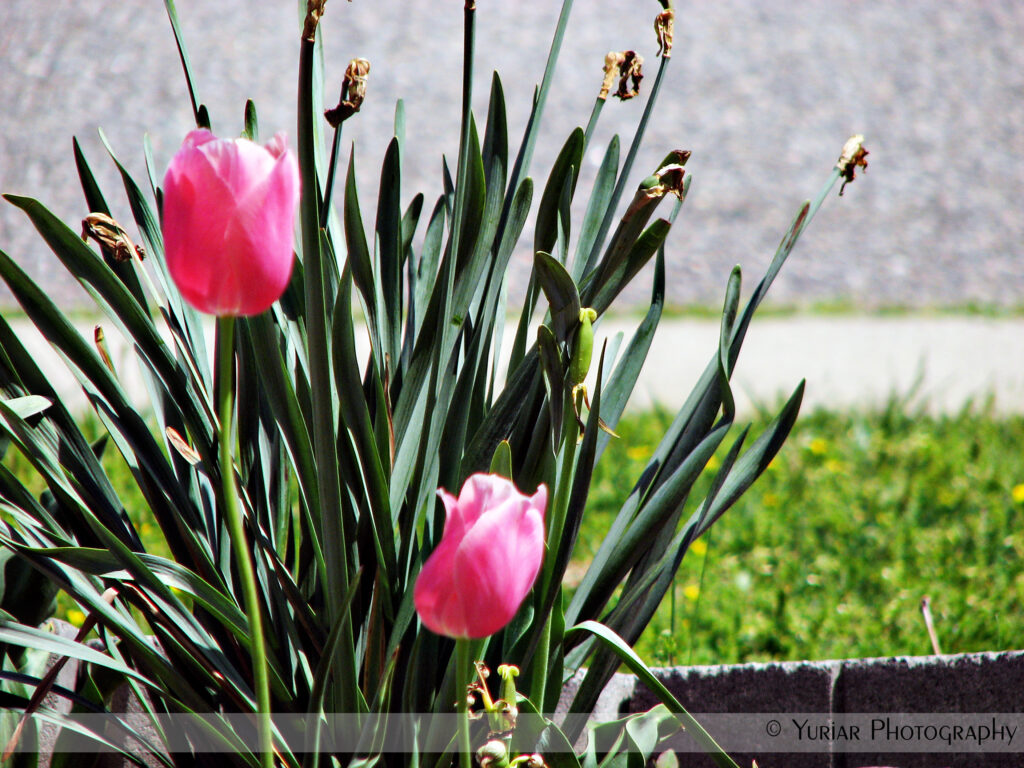 Pink Tulips