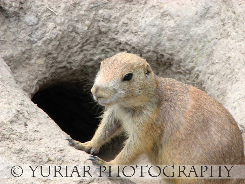 Prairie Dog