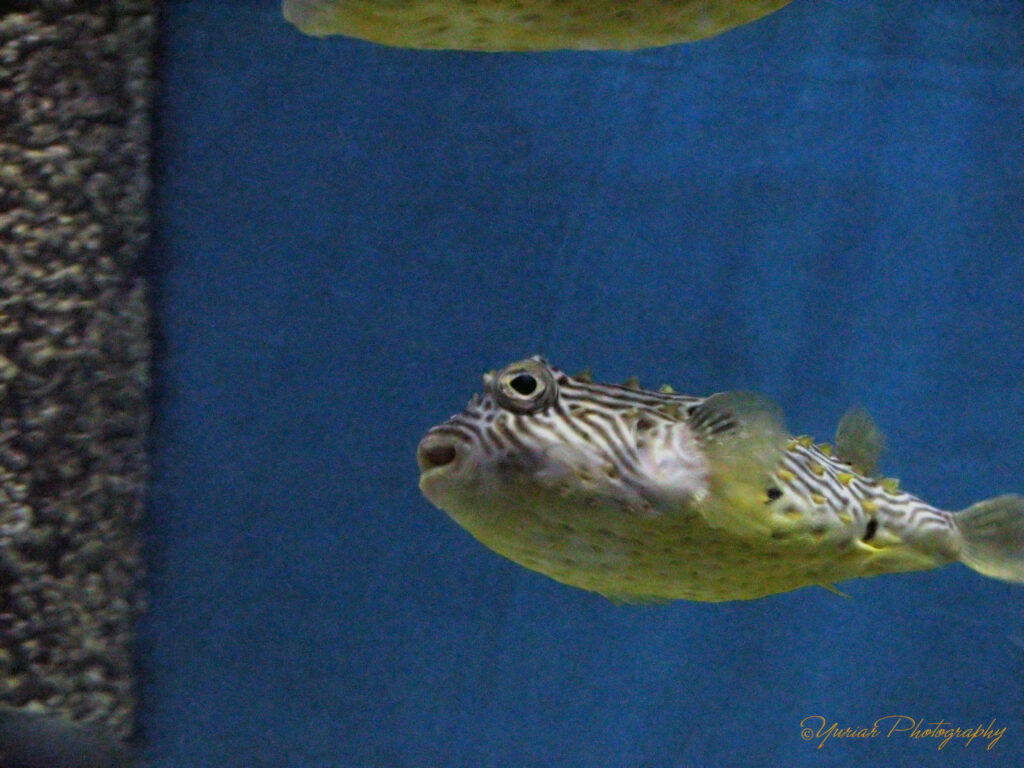 Puffer fish!