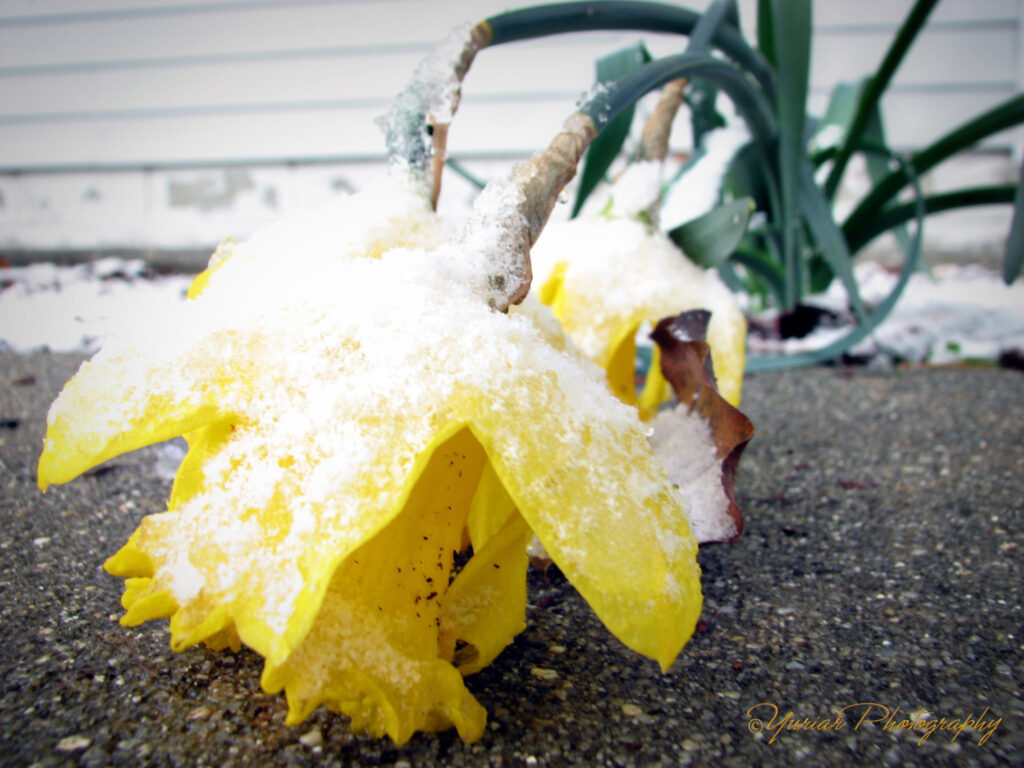 Wierd weather fooled the flowers