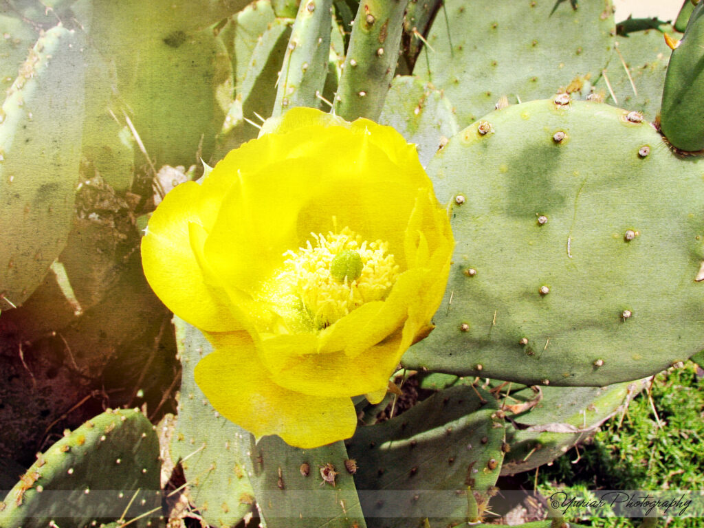 Yellow Rose of Texas
