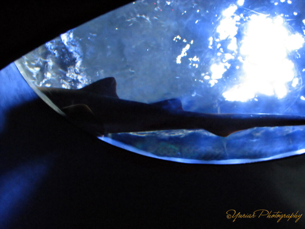 a sleepy shark
