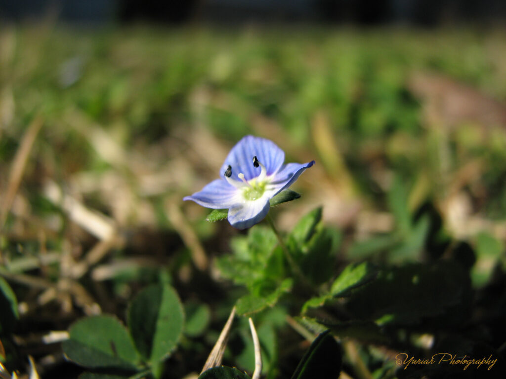 a tiny flower