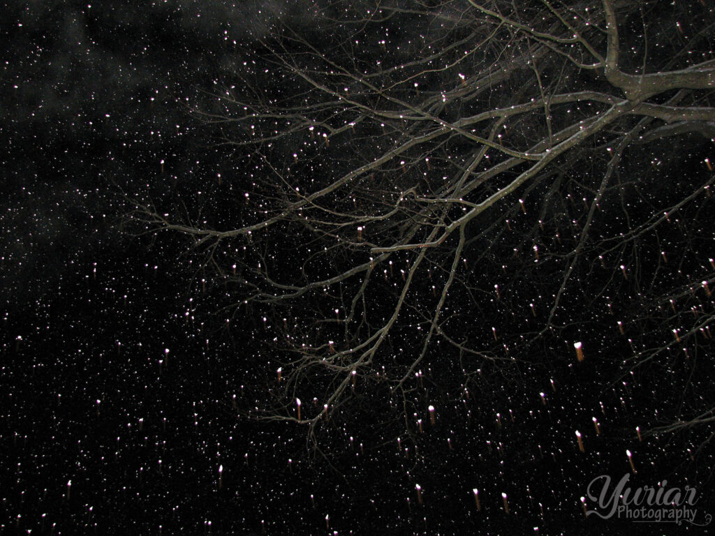 Snow At Night