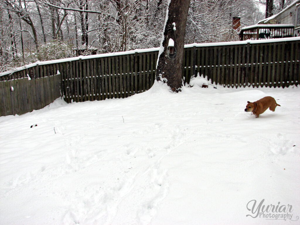 Peanut having fun in the snow