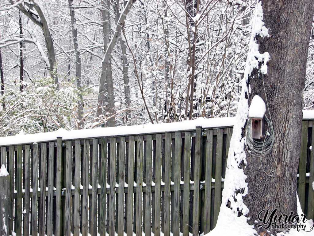 Snowy Fence