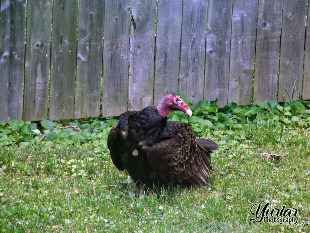 Turkey Vulture