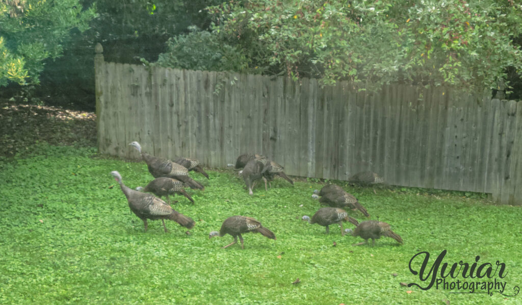 Wild Turkeys