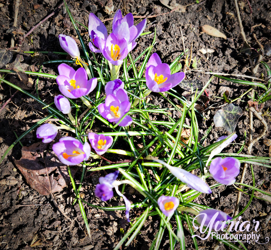 Crocuses
